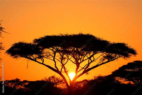 Sunrise, Amboseli National Park, Kenya Stock Photo | Adobe Stock