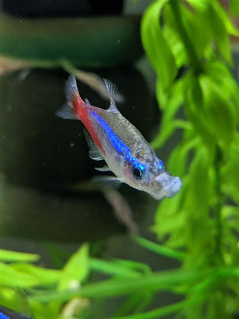 Neon Tetra Complete Care Guide 2020 Tips For Keeping Neon Tetras In an Aquarium.