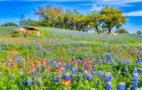 Texas Hill Country Wildflowers