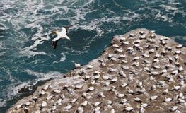 Flying Bird, Top View Of Flight, WIngs, Stock Image - Image of flight ...