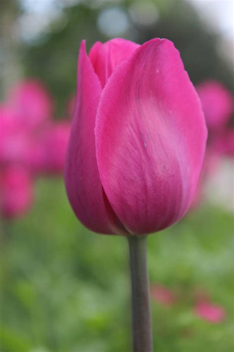 Do you know pink tulips mean? | Tulips meaning, Pink tulips, Flowers