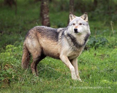 Northwestern wolf ~ Detailed Information | Photos | Videos