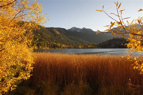 California Fall Foliage: It's Real, and There's a Map for That | KQED