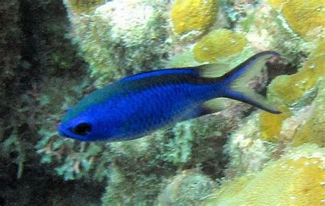 Blue Chromis | Mexican Fish.com