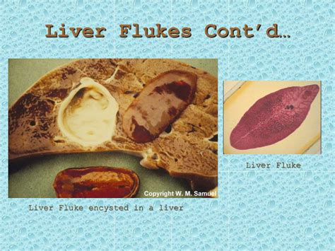 PPT - Phylum Platyhelmenthes Planarians, Flukes, & Tapeworms PowerPoint Presentation - ID:4107203