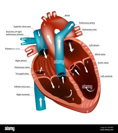 Diagram of the human heart. Blood Flow Through the Heart. Pathways and ...