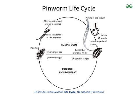 Pinworm Life Cycle - Diagram, Timeline, & Symptoms - GeeksforGeeks