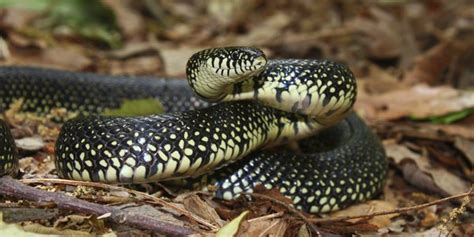 Black Snakes with Yellow Rings in Georgia | Sciencing