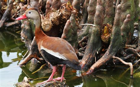 Black-bellied Whistling-Duck | Audubon Field Guide