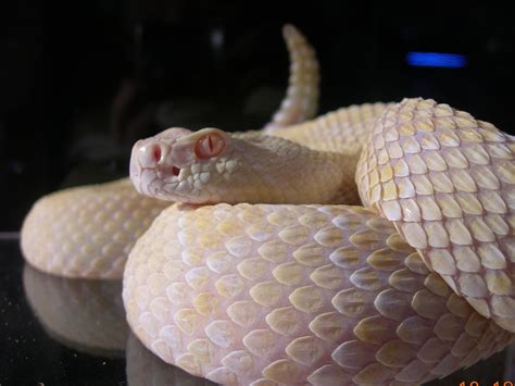 Albino Rattlesnake. | Albino, Reptiles and amphibians, Snake