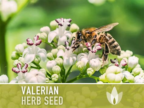 Valerian Herb Seeds Heirloom Seeds, Medicinal Herb Seeds, Natural Sleep ...