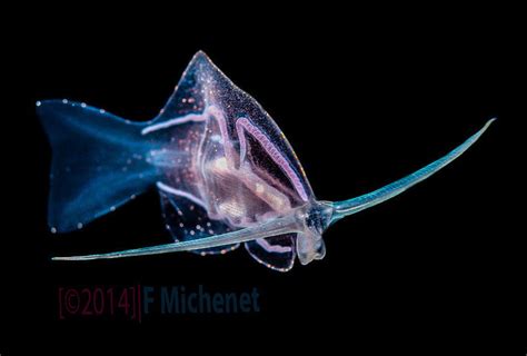 Meet Phylliroe: the sea slug that looks and swims like a fish | Deep Sea News