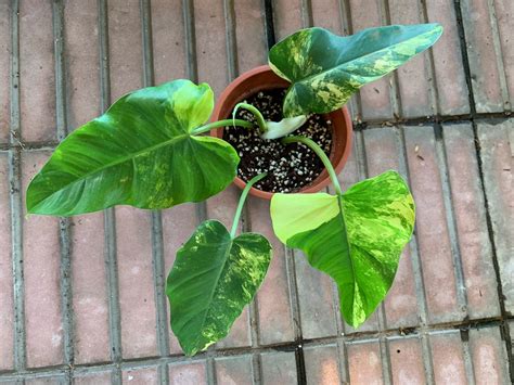 Philodendron Domesticum, Gardening, Plants on Carousell