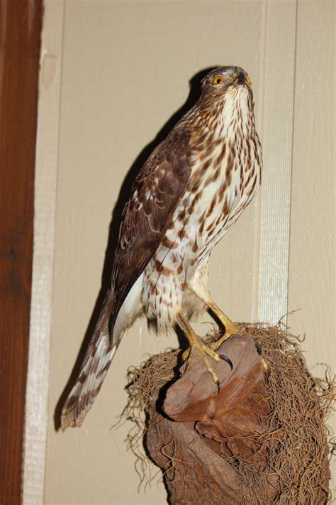 Taxidermy Bird 1 Free Stock Photo - Public Domain Pictures