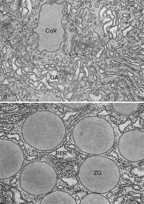 Zymogen granules (ZG) surrounded by RER . X 59,000 . | Download ...