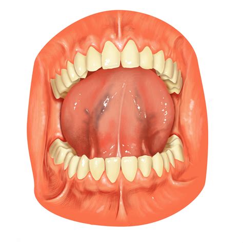 Medical & Scientific Illustration — Glen Oomen Illustration