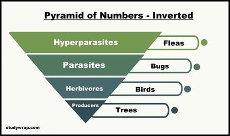 Ecological Pyramids of Number, Biomass and Energy - Study Wrap