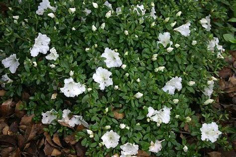 white gumpo azalea - backyard Backyard Plants, Landscaping Plants, White Azalea, Azaleas, Shade ...