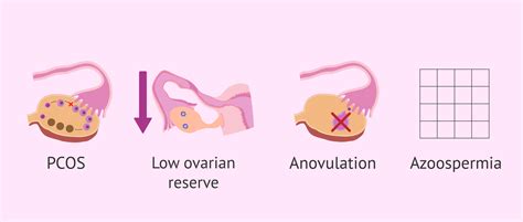 FSH hormone: what are its functions and normal values?