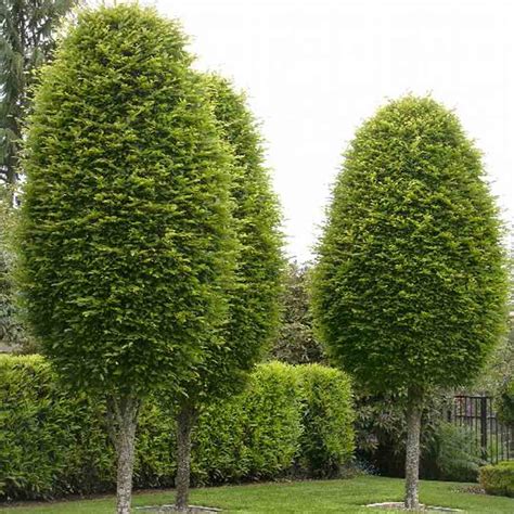 Carpinus betula Fastigiata, European Hornbeam - Sugar Creek Gardens