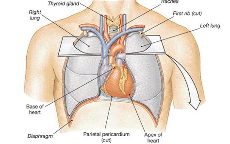 Where is Your Heart Located? Chest Pains Related with Your Heart