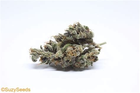 Suzy’s Breeder Talk: Blood Orange Tangie - Cannabis World Blog - SuzySeeds