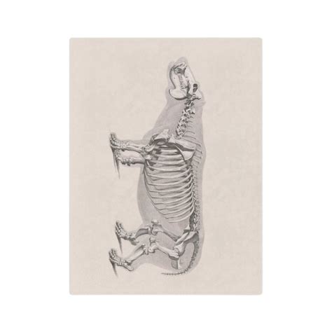 Hippo Hippopotamus Skeleton Anatomy Vintage Image Picture - Etsy