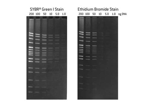 Lonza SYBR Green I Nucleic Acid Gel Stain Qty.: 2 x 500μL:Gel Electrophoresis | Fisher Scientific