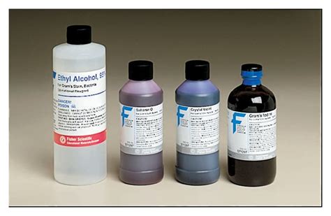 Fisher Science Education Gram Stain Kit 4 x 250mL bottles:Biochemical ...