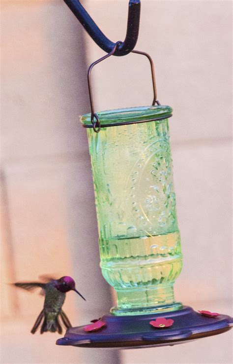 Best Hummingbird Feeder with 5 Nectar Feeding Spouts – We Love Hummingbirds