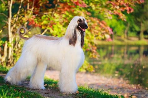 Where Can I Buy An Afghan Hound