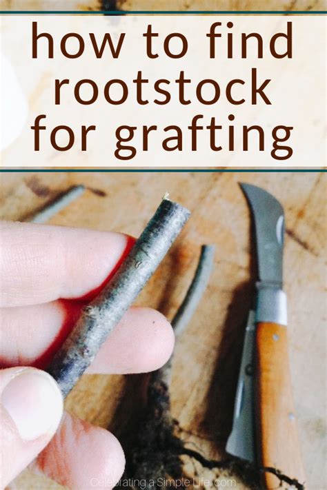 3 ways to get rootstock for grafting fruit trees – Artofit