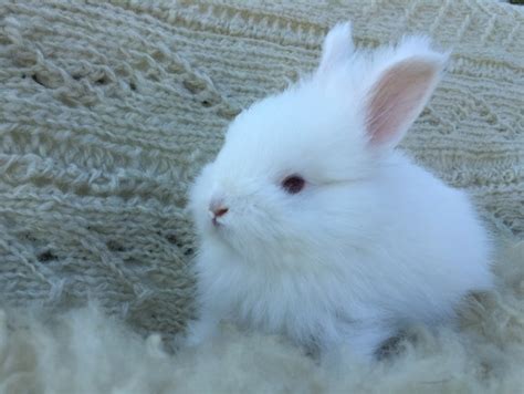 Angora Rabbit Colors - Treen Acres Rabbitry