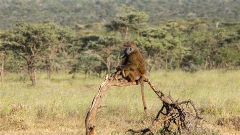 Mpala Live! Field Guide: Olive Baboon | MpalaLive