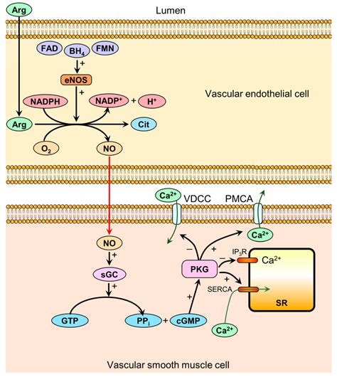 Nitric Oxide Synthesis Pathway