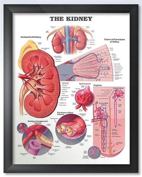 The Kidney Chart 20x26 | Kidney anatomy, Human kidney, Medical anatomy