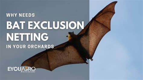 Why Your Orchard Needs Bat Exclusion Netting? | EyouAgro