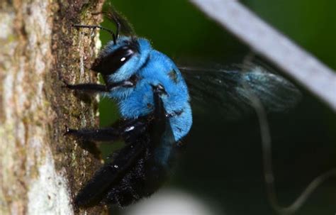 Blue Carpenter Bee, Location, Habitat, Behavior , Honey, Images and More