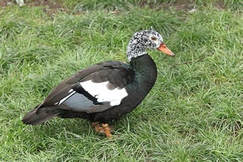 Climate change threatens habitat of endangered white-winged wood duck, finds study - EastMojo