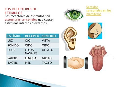 Apoyo estudio naturales 6: FUNCIONES DE LOS SERES VIVOS