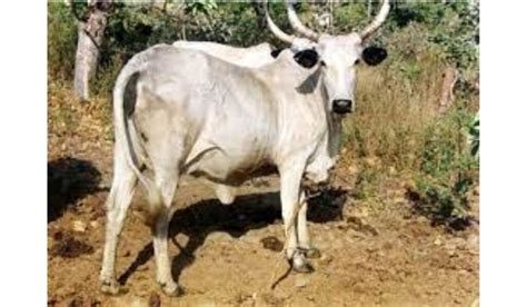 Top 9 African Cattle Breeds History & Pictures - guide - Poultryabc.com