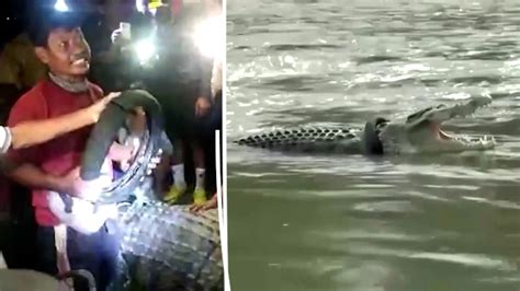 VIDEO. Indonesia: A crocodile rescued from a tire stuck around its neck for six years