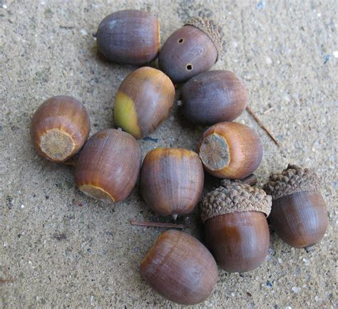 Using Georgia Native Plants: Nuts About Nuts