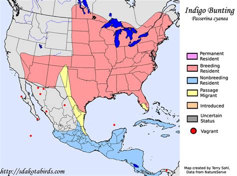 Indigo Bunting - Species Range Map