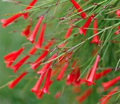 Firecracker Plant Hummingbird Magnet | Etsy in 2020 | Plants, Russelia equisetiformis, Showy flowers