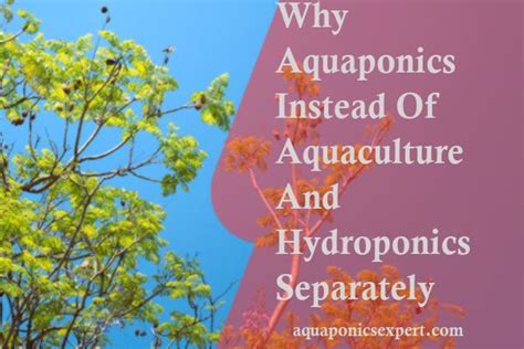 Why Aquaponics Instead Of Aquaculture And Hydroponics Separately - aquaponicsexpert