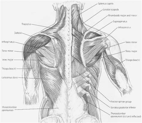 Back Neck Muscles Diagram