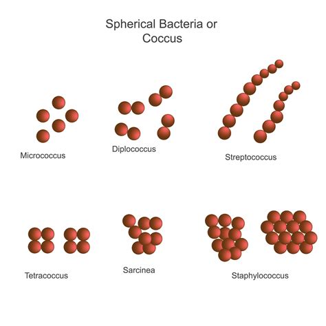 Classification of bacteria on the basis of external morphology, spherical bacteria or coccus ...