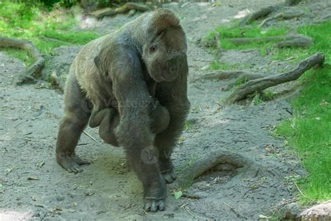 baby gorilla sleeping on mother 20439219 Stock Photo at Vecteezy