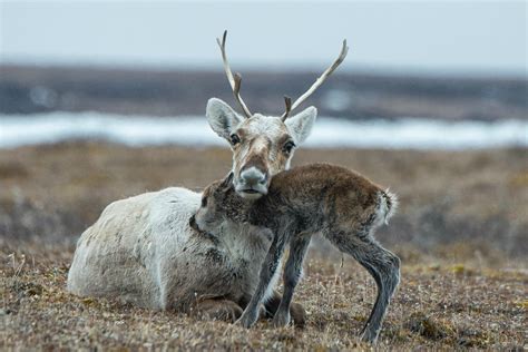 Porcupine caribou must be protected from threat of drilling in Arctic Wildlife Refuge | Canada's ...